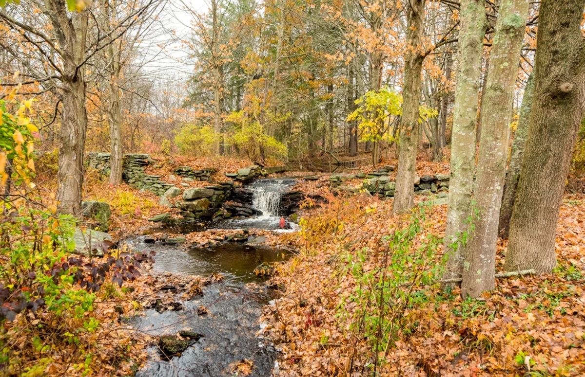 forrest and creek