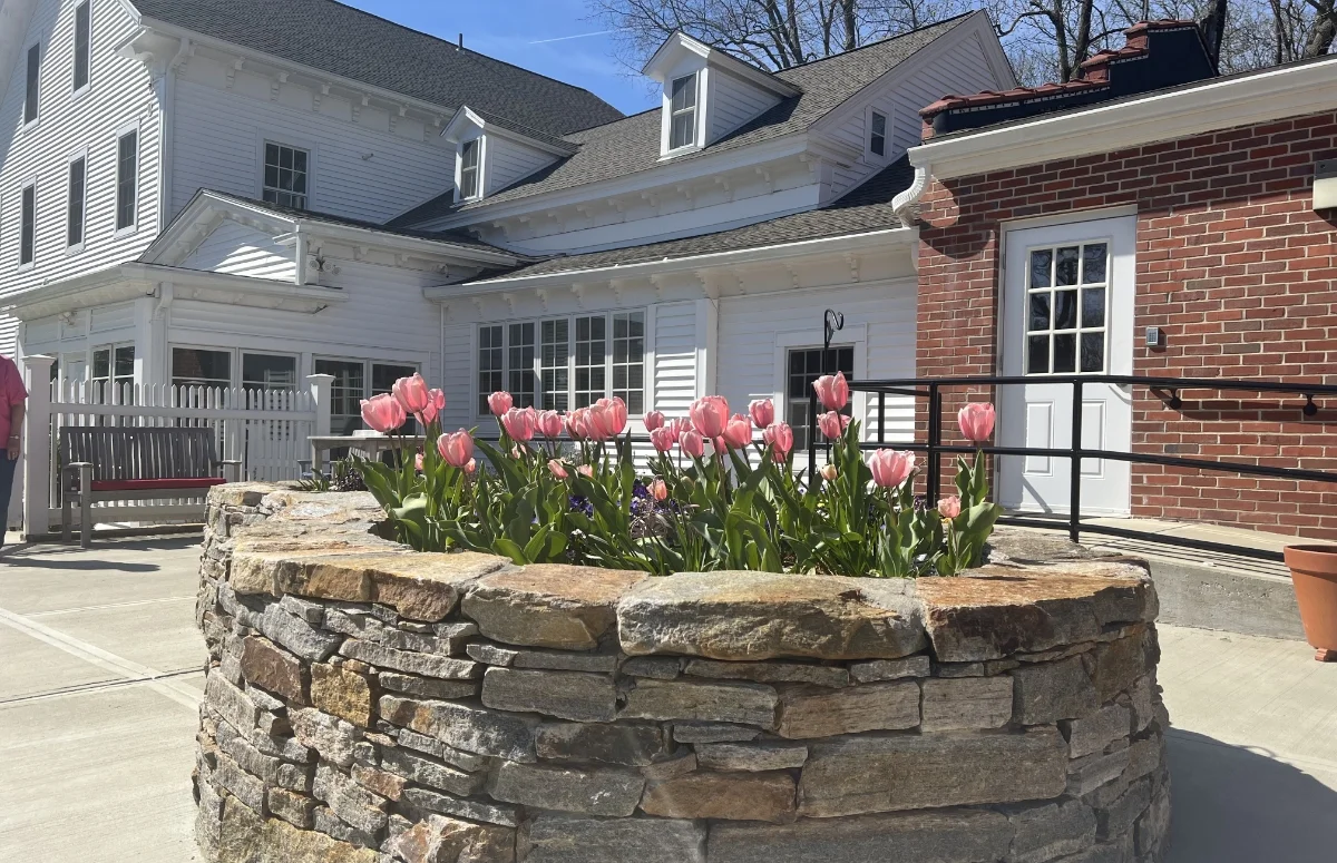 tulip garden