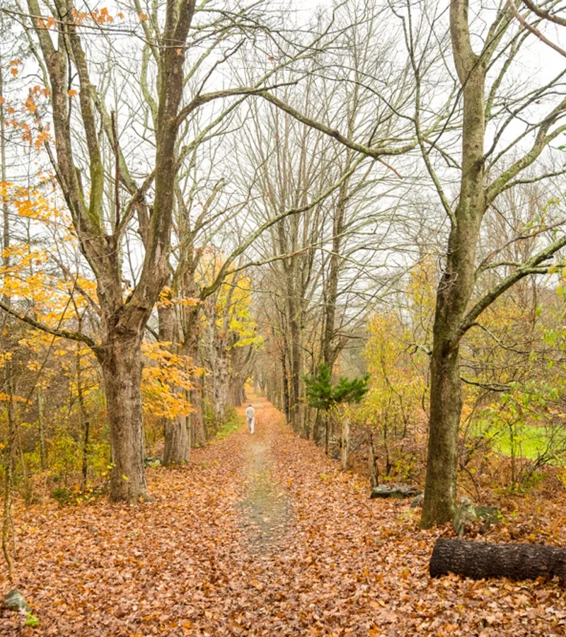 person walking on trail through trees
